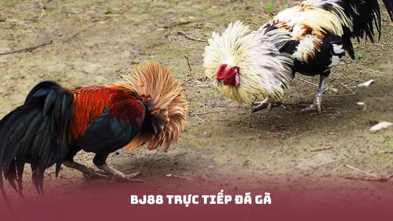 BJ88 Trực Tiếp Đá Gà – Cập Nhật Mỗi Ngày, Cược Mỗi Giây