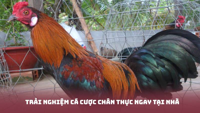 Trải nghiệm cá cược chân thực ngay tại nhà